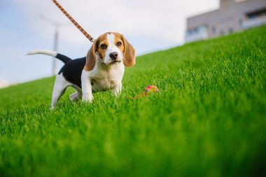 yeşil çayır köpeği. beagle yavru köpek yürüyüş
