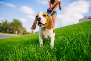 yeşil çayır köpeği. beagle yavru köpek yürüyüş
