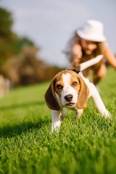 Hond op groene weide. beagle pup wandelen — Stockfoto