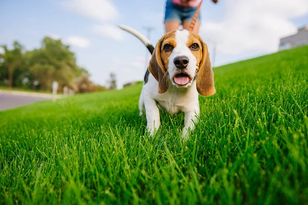 stock image Dog on green meadow. Beagle puppy walking