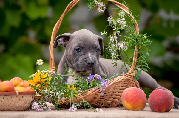 Puppies, wicker basket