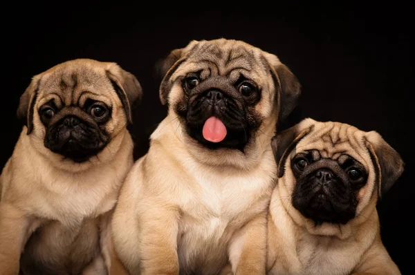 Tres cachorros de pug. Aislado sobre un fondo negro — Foto de Stock