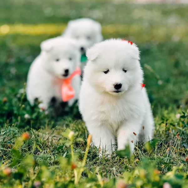 Yaz aylarında dört Samoyed köpek yavrusu açık havada — Stok fotoğraf