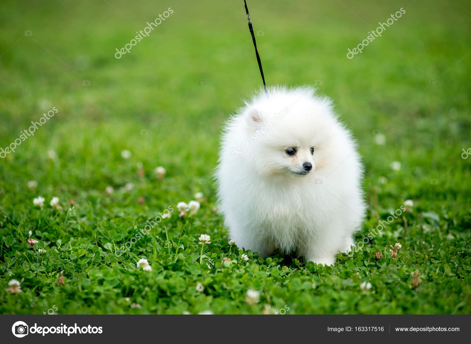 owalo design Hunde Klein Weiss