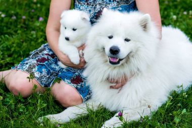 Samoyed yavru ve anne