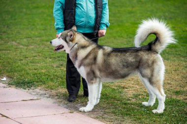 Açık havada dikey uzakta arıyorum yeşil çim üzerinde oturan bir kadın Alaskan Malamute köpek.