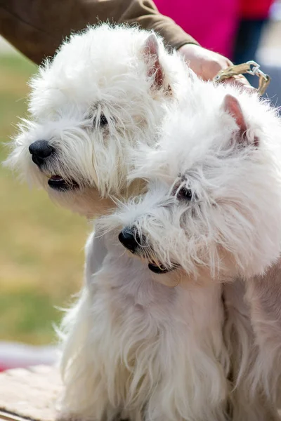 Dos terrier cachorro sentado en la hierba verde — Foto de Stock