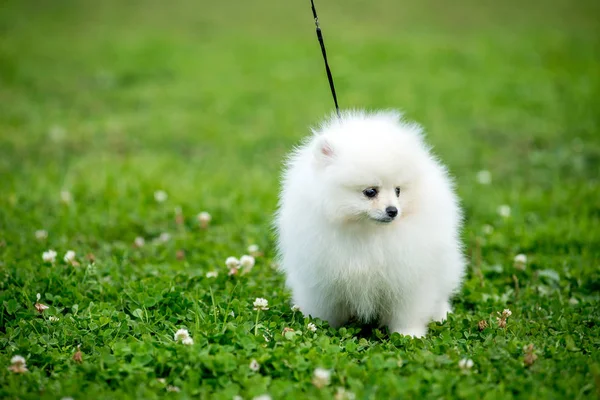 Biały pies szpic — Zdjęcie stockowe