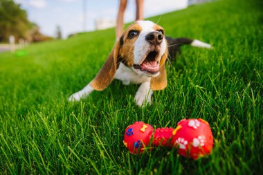 Çimlerin üzerine kauçuk oyuncakla oynamak güzel köpek yavru beagle