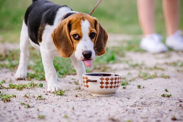Beagle dog boit l'eau d'un bol en céramique dans la rue par une journée chaude — Photo