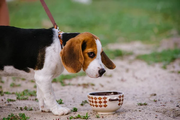 Beagle perro bebe agua de un tazón de cerámica en la calle en un día caluroso — Foto de Stock