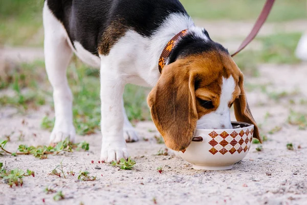 Beagle dog drinks water from a ceramic bowl in the street on a hot day