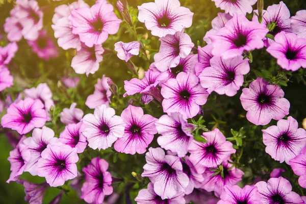 Baskets of hanging petunia flowers on balcony. Petunia flower in ornamental plant. — Stock Photo, Image
