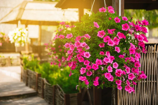 Cesti di petunia appesi fiori sul balcone. Petunia fiore in pianta ornamentale. — Foto Stock