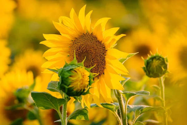 Girassóis florescem em um campo no verão — Fotografia de Stock