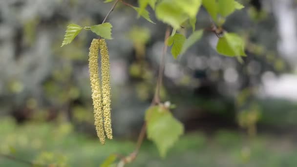 桦木柔荑花序绽放和树叶，特写 — 图库视频影像