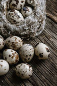 křepelčí vejce v hnízdě na dřevěném pozadí