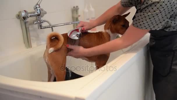 Το πλύσιμο του σκύλου Μπασέντζι στο μπροστινό μέρος του κούρεμα επαγγελματία κομμωτή. Σκύλος πλένετε πριν από την κοινή χρήση — Αρχείο Βίντεο