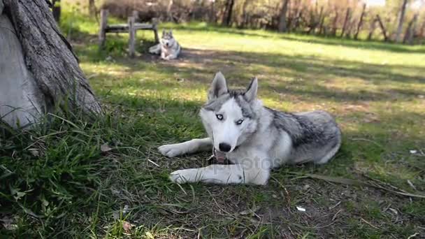 Zwart en wit hond, ras van de Siberische Husky buiten in het park in de zomer — Stockvideo