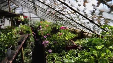 Küçük ev sera çiçekli