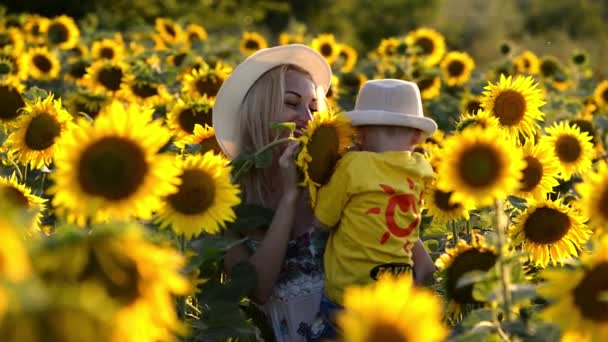 Hermosa madre está vomitando a su lindo hijo pequeño en el campo de girasol. Ambos son felices. Imagen con enfoque selectivo . — Vídeos de Stock