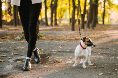 Kadın gidiyor yürüyen bir köpek ile sonbaharda - jack russell terrier
