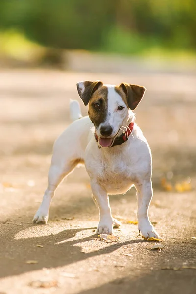 Jack Russel terrier caminhando no parque no outono — Fotografia de Stock