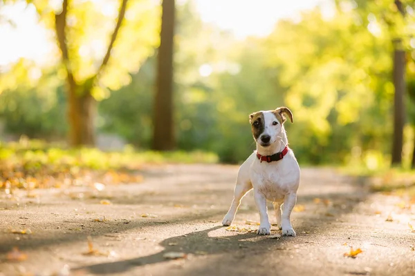 Jack Russel terrier wandelen in het park in het najaar van — Stockfoto