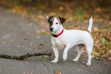 mutlu komik jack russel terrier köpek yürüyüş ve sonbahar ormandaki sopa ile oynarken