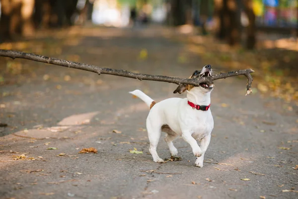 Gelukkig grappig jack russel terrier hond wandelen en spelen met stok in de herfst bos — Stockfoto