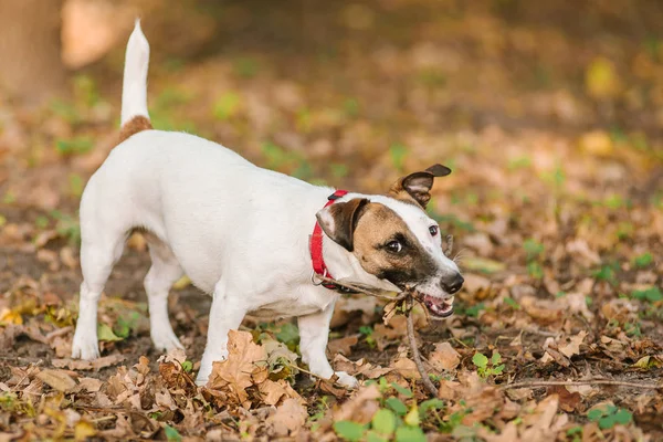 Feliz engraçado Jack Russel terrier cão andando e brincando com pau na floresta de outono — Fotografia de Stock