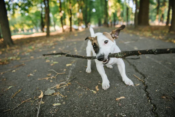 Feliz engraçado Jack Russel terrier cão andando e brincando com pau na floresta de outono — Fotografia de Stock