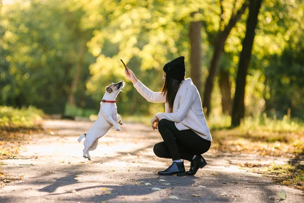 Güzel kız bir köpekle oynamayı. Köpekle park üzerinde oynamak. Yakın çekim portre. Jack Russell Terrier — Stok fotoğraf