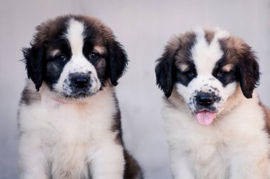 bir köpek yavrusu Moskova watchdog portresi