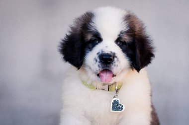 bir köpek yavrusu Moskova watchdog portresi