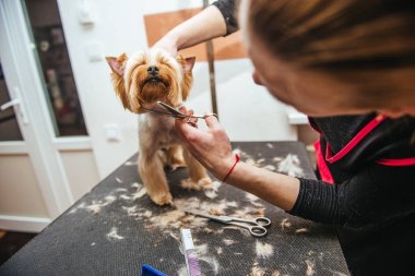 Kuaför yorkshire terrier kürk kulak makası ile mows.