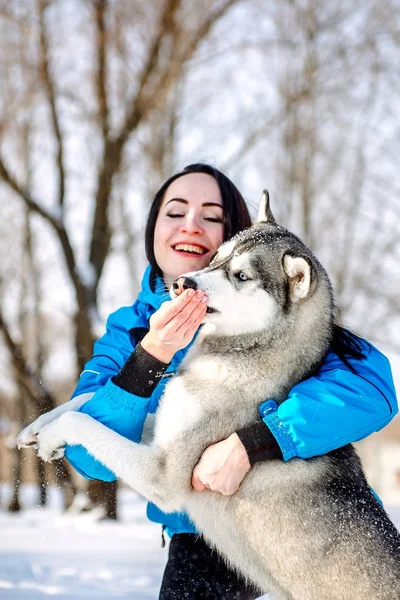 Dziewczyna z psem w zimie Husky — Zdjęcie stockowe