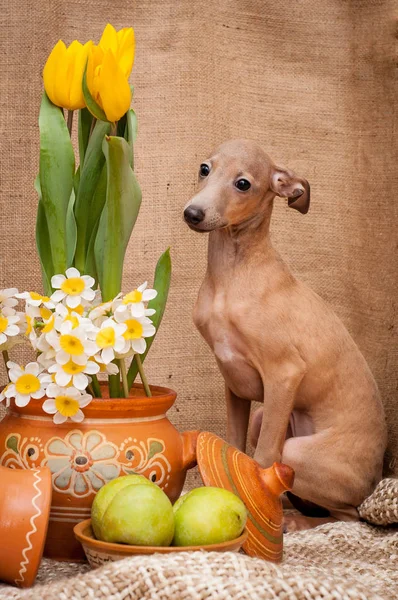 O retrato de um cão da raça o Greyhound italiano de cor marrom — Fotografia de Stock