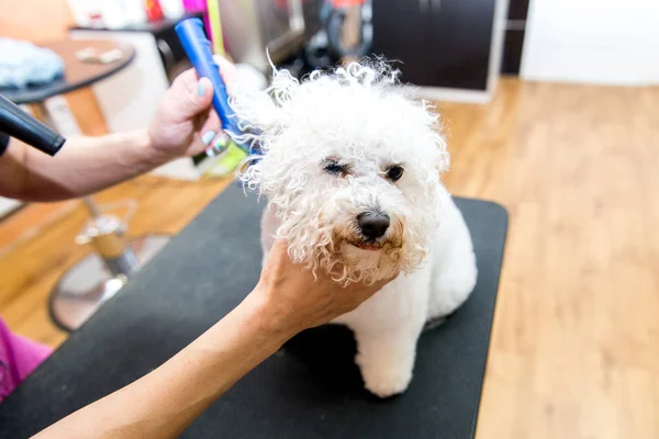 Cães de higiene Bichon Frise em um cabeleireiro profissional — Fotografia de Stock