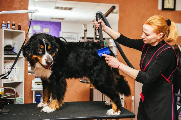Corte de cabelo groomer fêmea faz raça cão Bernese Montanha — Fotografia de Stock
