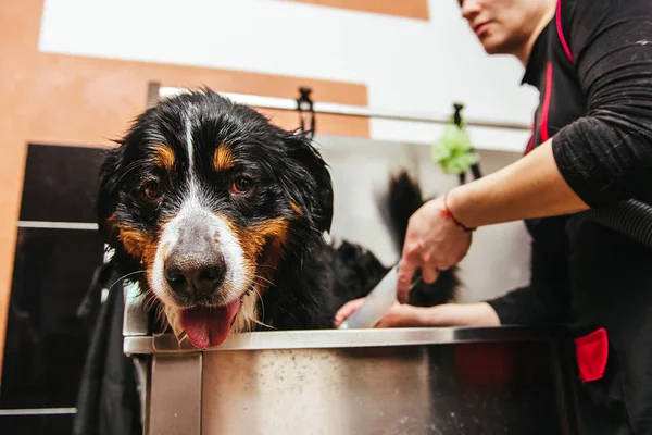 Dog wash before shearing. Berner Sennenhund — Stock Photo, Image