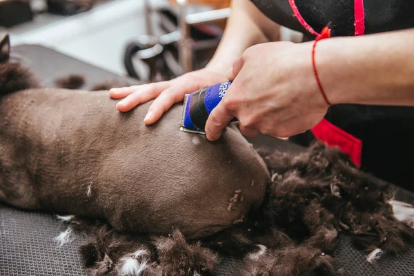 Professional hairdresser cuts a cat. Selective focus on the cats face. — Stock Photo, Image