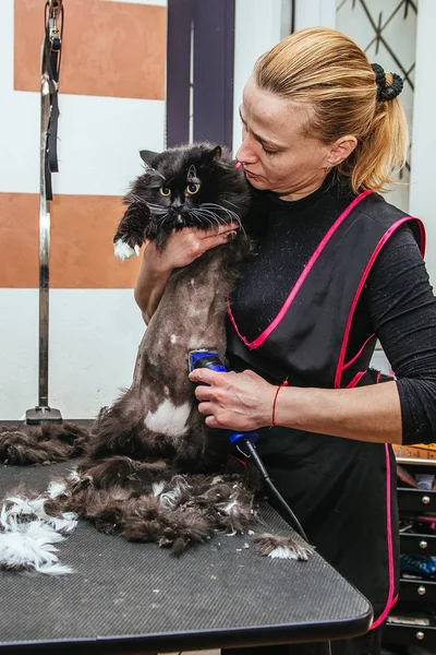 Cabeleireiro profissional corta um gato. Foco seletivo no rosto dos gatos . — Fotografia de Stock