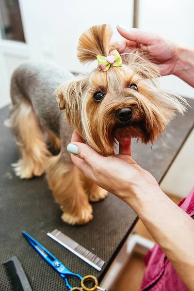 Hairdresser mows Yorkshire Terrier fur on the ear with a trimmer — Stock Photo, Image