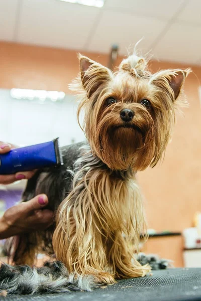 Cabeleireiro corta Yorkshire Terrier pele na orelha com um aparador — Fotografia de Stock