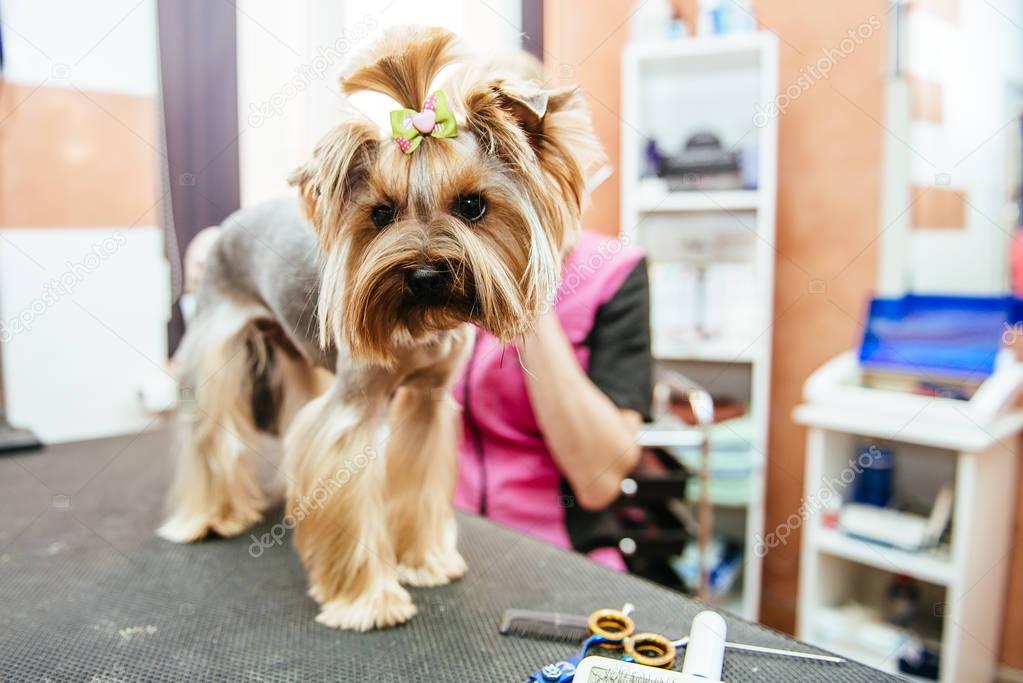 Hairdresser mows Yorkshire Terrier fur on the ear with a trimmer