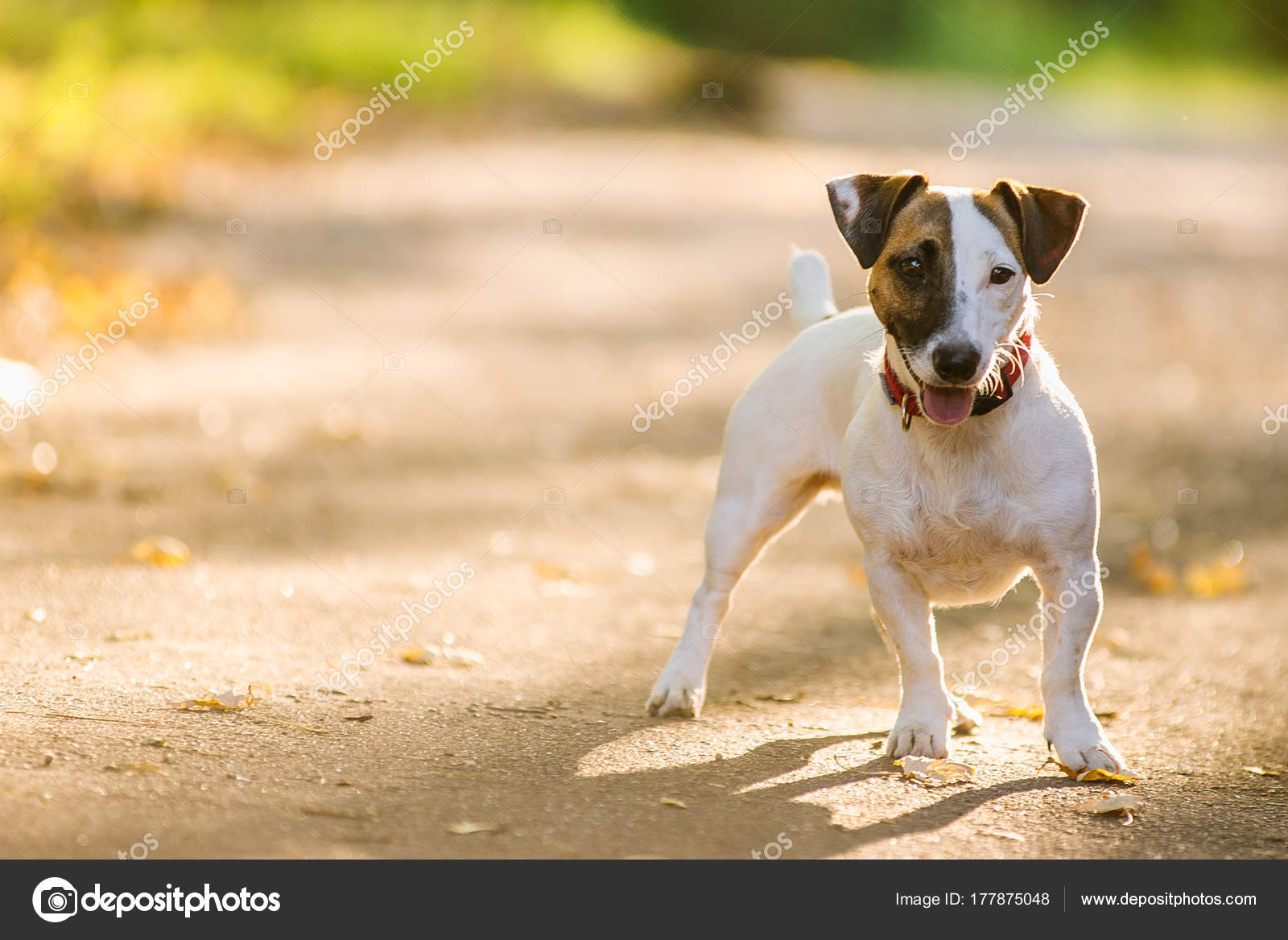 Jack Russel terrier walking in the park in autumn — Stock Photo