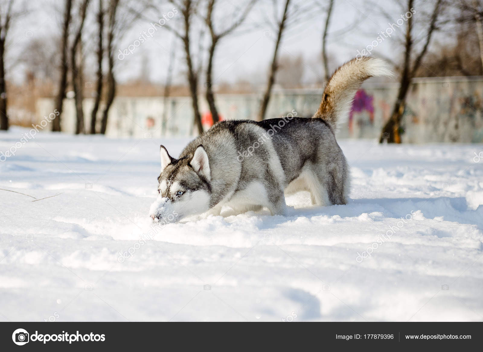 Exécuté De Chien Loup Husky Sibérien Dans Forêt De Hiver En
