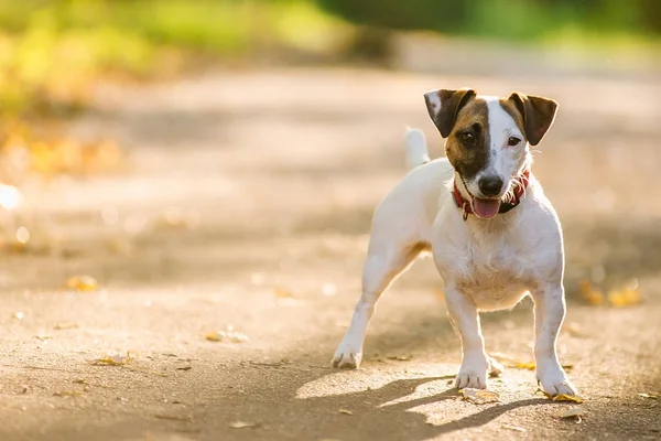 Jack Russel terrier caminhando no parque no outono — Fotografia de Stock