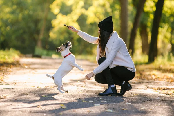 Güzel kız bir köpekle oynamayı. Köpekle park üzerinde oynamak. Yakın çekim portre. Jack Russell Terrier — Stok fotoğraf